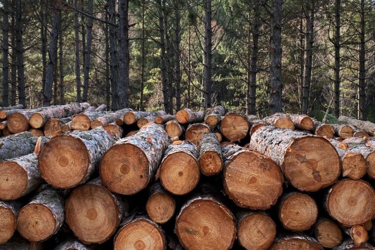 Odieta acoge mañana una jornada sobre biomasa forestal y prevención de incendios