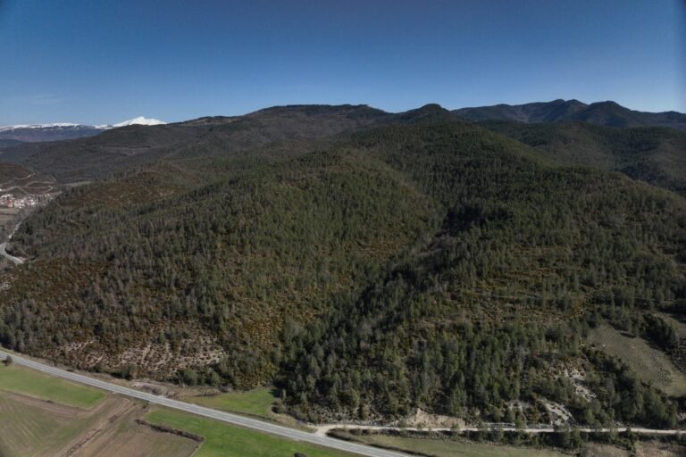 Se refuerza la prevención ante la expansión del nematodo de la madera del pino desde Francia hasta Navarra